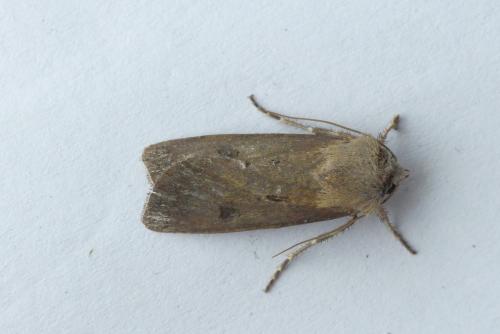 Réf. 190 380 : Agrotis exclamationis